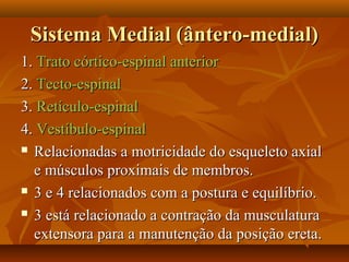 Sistema Medial (ântero-medial)Sistema Medial (ântero-medial)
1.1. Trato córtico-espinal anteriorTrato córtico-espinal anterior
2.2. Tecto-espinalTecto-espinal
3.3. Retículo-espinalRetículo-espinal
4.4. Vestíbulo-espinalVestíbulo-espinal
 Relacionadas a motricidade do esqueleto axialRelacionadas a motricidade do esqueleto axial
e músculos proximais de membros.e músculos proximais de membros.
 3 e 4 relacionados com a postura e equilíbrio.3 e 4 relacionados com a postura e equilíbrio.
 3 está relacionado a contração da musculatura3 está relacionado a contração da musculatura
extensora para a manutenção da posição ereta.extensora para a manutenção da posição ereta.
 