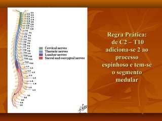 Regra Prática:Regra Prática:
de C2 – T10de C2 – T10
adiciona-se 2 aoadiciona-se 2 ao
processoprocesso
espinhoso e tem-seespinhoso e tem-se
o segmentoo segmento
medularmedular
 