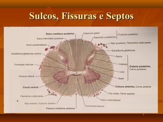Sulcos, Fissuras e SeptosSulcos, Fissuras e Septos
 