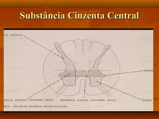 Substância Cinzenta CentralSubstância Cinzenta Central
 