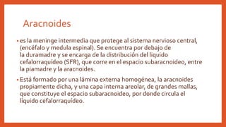 Aracnoides
• es la meninge intermedia que protege al sistema nervioso central,
(encéfalo y medula espinal). Se encuentra por debajo de
la duramadre y se encarga de la distribución del liquido
cefalorraquídeo (SFR), que corre en el espacio subaracnoideo, entre
la piamadre y la aracnoides.
• Está formado por una lámina externa homogénea, la aracnoides
propiamente dicha, y una capa interna areolar, de grandes mallas,
que constituye el espacio subaracnoideo, por donde circula el
líquido cefalorraquídeo.
 
