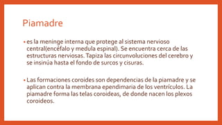 Piamadre
• es la meninge interna que protege al sistema nervioso
central(encéfalo y medula espinal). Se encuentra cerca de las
estructuras nerviosas.Tapiza las circunvoluciones del cerebro y
se insinúa hasta el fondo de surcos y cisuras.
• Las formaciones coroides son dependencias de la piamadre y se
aplican contra la membrana ependimaria de los ventrículos. La
piamadre forma las telas coroideas, de donde nacen los plexos
coroideos.
 