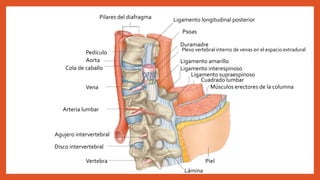 Cola de caballo
Vena
Aorta
Pedículo
Pilares del diafragma Ligamento longitudinal posterior
Psoas
Duramadre
Plexo vertebral interno de venas en el espacio extradural
Ligamento amarillo
Ligamento interespinoso
Ligamento supraespinoso
Cuadrado lumbar
Músculos erectores de la columna
Piel
Lámina
Vertebra
Disco intervertebral
Agujero intervertebral
Arteria lumbar
 