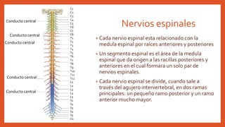Nervios espinales
• Cada nervio espinal esta relacionado con la
medula espinal por raíces anteriores y posteriores
• Un segmento espinal es el área de la medula
espinal que da origen a las racillas posteriores y
anteriores en el cual formara un solo par de
nervios espinales.
• Cada nervio espinal se divide, cuando sale a
través del agujero intervertebral, en dos ramas
principales: un pequeño ramo posterior y un ramo
anterior mucho mayor.
C1
C2
C3
C4
C5
C6
C7
C8
T1
T2
T3
T4
T5
T6
T7
T8
T9
T10
T11
T12
L1
L2
L3
L4
L5
S1
S2
S3
S4
S5
Co
Conducto central
Conducto central
Conducto central
Conducto central
Conducto central
 