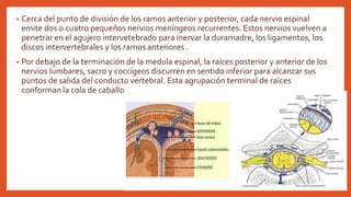 • Cerca del punto de división de los ramos anterior y posterior, cada nervio espinal
emite dos o cuatro pequeños nervios meníngeos recurrentes. Estos nervios vuelven a
penetrar en el agujero intervetebrado para inervar la duramadre, los ligamentos, los
discos intervertebrales y los ramos anteriores .
• Por debajo de la terminación de la medula espinal, la raíces posterior y anterior de los
nervios lumbares, sacro y coccígeos discurren en sentido inferior para alcanzar sus
puntos de salida del conducto vertebral. Esta agrupación terminal de raíces
conforman la cola de caballo.
 