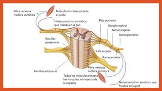 Músculos intrínsecos de la
espalda
Nervio sensitivo somático
que finaliza en la piel
Raíz posterior
Ganglio espinal
Nervio espinal
Ramo posterior
Raicillas
posteriores
Ramo anterior
Raíz anterior
Nervio sensitivo somático que
finaliza en la piel
Fibra nerviosa
motora somática
Todos los músculos excepto
los músculos intrínsecos de
la espalda
Raicillas anteriores
Fibra nerviosa
motora somática
 