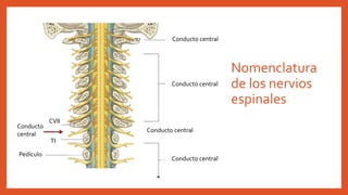 Nomenclatura
de los nervios
espinales
Conducto
central
Conducto central
Conducto central
Conducto central
Conducto central
TI
CVII
Pedículo
 