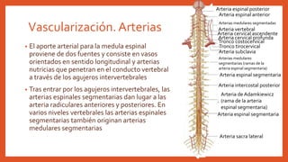 Vascularización.Arterias
• El aporte arterial para la medula espinal
proviene de dos fuentes y consiste en vasos
orientados en sentido longitudinal y arterias
nutricias que penetran en el conducto vertebral
a través de los agujeros intervertebrales
• Tras entrar por los agujeros intervertebrales, las
arterias espinales segmentarias dan lugar a las
arteria radiculares anteriores y posteriores. En
varios niveles vertebrales las arterias espinales
segmentarias también originan arterias
medulares segmentarias
Arteria de Adamkiewicz
(rama de la arteria
espinal segmentaria)
Arteria intercostal posterior
Arteria espinal segmentaria
Arterias medulares
segmentarias (ramas de la
arteria espinal segmentaria)
Arteria subclavia
Tronco tirocervical
Arteria cervical profunda
Arteria cervical ascendente
Arteria vertebral
Arterias medulares segmentadas
Arteria espinal anterior
Arteria espinal posterior
Arteria sacra lateral
Tronco costocervical
Arteria espinal segmentaria
 