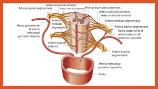 Arteria espinal segmentaria
Arteria
medular
segmentaria
Arteria radicular anterior
Arteria radicular posterior Arterias espinales posteriores
Arteria radicular posterior
Arteria radicular anterior
Arteria medular segmentaria
Arteria espinal segmentaria
Rama posterior de la
arteria intercostal
posterior izquierda
Arteria espinal
segmentaria
Arteria intercostal
posterior izquierda
Aorta
Arteria espinal
anterior
Rama posterior de
la arteria
intercostal
posterior derecha
 