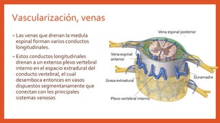 Vascularización, venas
• Las venas que drenan la medula
espinal forman varios conductos
longitudinales.
• Estos conductos longitudinales
drenan a un extenso plexo vertebral
interno en el espacio extradural del
conducto vertebral, el cual
desemboca entonces en vasos
dispuestos segmentariamente que
conectan con los principales
sistemas venosos
Duramadre
Vena espinal
anterior
Vena espinal posterior
Grasa extradural
Plexo vertebral interno
 