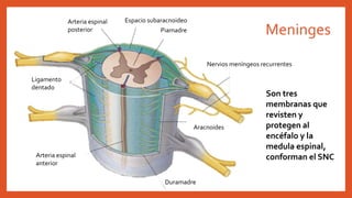 Meninges
Son tres
membranas que
revisten y
protegen al
encéfalo y la
medula espinal,
conforman el SNC
Arteria espinal
posterior
Espacio subaracnoideo
Piamadre
Nervios meníngeos recurrentes
Aracnoides
Ligamento
dentado
Arteria espinal
anterior
Duramadre
 
