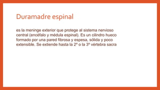 Duramadre espinal
es la meninge exterior que protege al sistema nervioso
central (encéfalo y médula espinal). Es un cilindro hueco
formado por una pared fibrosa y espesa, sólida y poco
extensible. Se extiende hasta la 2º o la 3º vértebra sacra
 