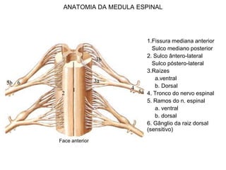 ANATOMIA DA MEDULA ESPINAL
1.Fissura mediana anterior
Sulco mediano posterior
2. Sulco ântero-lateral
Sulco póstero-lateral
3.Raízes
a.ventral
b. Dorsal
4. Tronco do nervo espinal
5. Ramos do n. espinal
a. ventral
b. dorsal
6. Gânglio da raiz dorsal
(sensitivo)
6
1
2
3a
3b
4
5a
5b
Face anterior
 