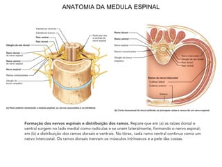 ANATOMIA DA MEDULA ESPINAL
 