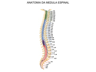 ANATOMIA DA MEDULA ESPINAL
 