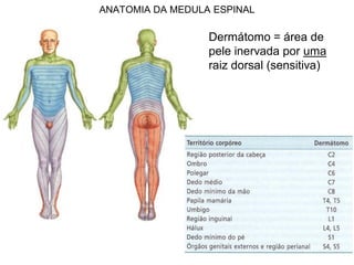 ANATOMIA DA MEDULA ESPINAL
Dermátomo = área de
pele inervada por uma
raiz dorsal (sensitiva)
 