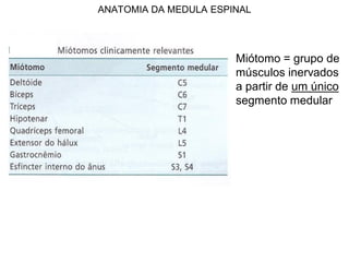 ANATOMIA DA MEDULA ESPINAL
Miótomo = grupo de
músculos inervados
a partir de um único
segmento medular
 