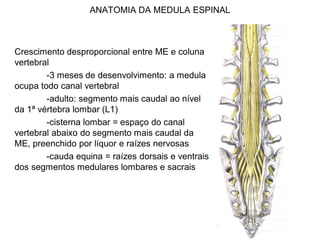 ANATOMIA DA MEDULA ESPINAL
Crescimento desproporcional entre ME e coluna
vertebral
-3 meses de desenvolvimento: a medula
ocupa todo canal vertebral
-adulto: segmento mais caudal ao nível
da 1ª vértebra lombar (L1)
-cisterna lombar = espaço do canal
vertebral abaixo do segmento mais caudal da
ME, preenchido por líquor e raízes nervosas
-cauda equina = raízes dorsais e ventrais
dos segmentos medulares lombares e sacrais
 