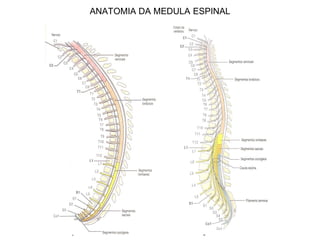 ANATOMIA DA MEDULA ESPINAL
 