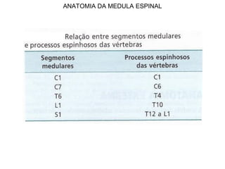 ANATOMIA DA MEDULA ESPINAL
 