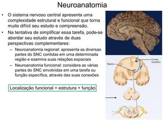 Neuroanatomia
• O sistema nervoso central apresenta uma
complexidade estrutural e funcional que torna
muito difícil seu estudo e compreensão.
• Na tentativa de simplificar essa tarefa, pode-se
abordar seu estudo através de duas
perspectivas complementares:
– Neuroanatomia regional: apresenta as diversas
partes do SNC contidas em uma determinada
região e examina suas relações espaciais
– Neuroanatomia funcional: considera as várias
partes do SNC envolvidas em uma tarefa ou
função específica, através das suas conexões
Localização funcional = estrutura + função
 