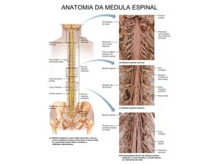 ANATOMIA DA MEDULA ESPINAL
 