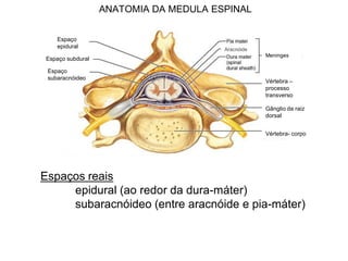 ANATOMIA DA MEDULA ESPINAL
Espaços reais
epidural (ao redor da dura-máter)
subaracnóideo (entre aracnóide e pia-máter)
Espaço
epidural
Espaço subdural
Espaço
subaracnóideo
Aracnóide
Meninges
Vértebra –
processo
transverso
Vértebra- corpo
Gânglio da raiz
dorsal
 