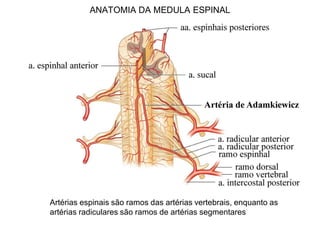 ANATOMIA DA MEDULA ESPINAL
Artérias espinais são ramos das artérias vertebrais, enquanto as
artérias radiculares são ramos de artérias segmentares
 