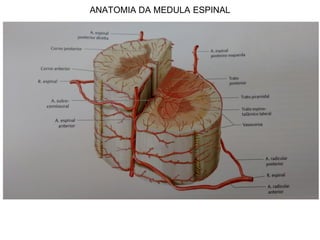 ANATOMIA DA MEDULA ESPINAL
 