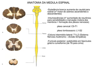 ANATOMIA DA MEDULA ESPINAL
-Substância branca aumenta de caudal para
rostral (nº maior de axônios ascendentes e
descendentes)
-Intumescências (nº aumentado de neurônios
para sensibilidade e inervação motora dos
membros = formação dos plexos nervosos)
plexo cervical: C5-T1
plexo lombossacro: L1-S2
-Coluna intermédio-lateral: T1-L2 (Sistema
Nervoso Autônomo – divisão Simpática)
-Funículo posterior: subdividido em fascículos
grácil e cuneiforme (de T6 para cima)
 