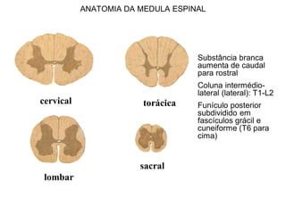 ANATOMIA DA MEDULA ESPINAL
cervical torácica
lombar
sacral
Substância branca
aumenta de caudal
para rostral
Coluna intermédio-
lateral (lateral): T1-L2
Funículo posterior
subdividido em
fascículos grácil e
cuneiforme (T6 para
cima)
 