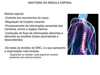 ANATOMIA DA MEDULA ESPINAL
Medula espinal:
-Controle dos movimentos do corpo
-Regulação de funções viscerais
-Processamento de informações sensoriais dos
membros, tronco e órgãos internos
-Condução do fluxo de informações aferentes e
eferentes ao encéfalo (tratos ascendentes e
descendentes)
-De todas as divisões do SNC, é a que apresenta
a organização mais simples.
-Segmentar ou modular: cada segmento medular
apresenta uma estrutura básica.
 