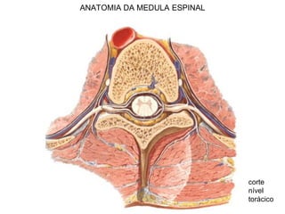 ANATOMIA DA MEDULA ESPINAL
corte
nível
torácico
 