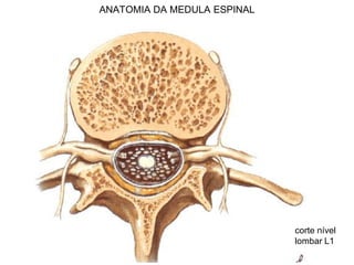 ANATOMIA DA MEDULA ESPINAL
corte nível
lombar L1
 