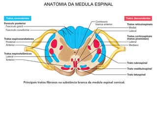 ANATOMIA DA MEDULA ESPINAL
 