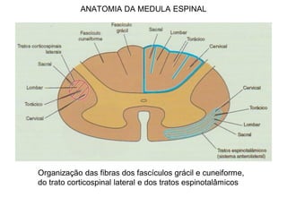 ANATOMIA DA MEDULA ESPINAL
Organização das fibras dos fascículos grácil e cuneiforme,
do trato corticospinal lateral e dos tratos espinotalâmicos
 