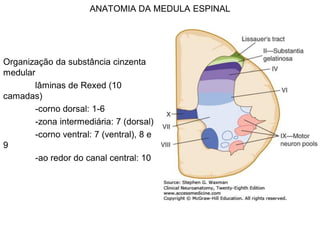 ANATOMIA DA MEDULA ESPINAL
Organização da substância cinzenta
medular
lâminas de Rexed (10
camadas)
-corno dorsal: 1-6
-zona intermediária: 7 (dorsal)
-corno ventral: 7 (ventral), 8 e
9
-ao redor do canal central: 10
 