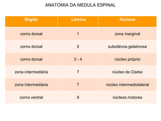 ANATOMIA DA MEDULA ESPINAL
Região Lâmina Núcleos
corno dorsal 1 zona marginal
corno dorsal 2 substância gelatinosa
corno dorsal 3 - 4 núcleo próprio
zona intermediária 7 núcleo de Clarke
zona intermediária 7 núcleo intermediolateral
corno ventral 9 núcleos motores
 