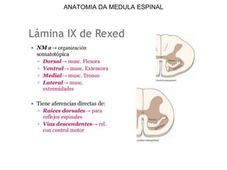 ANATOMIA DA MEDULA ESPINAL
 