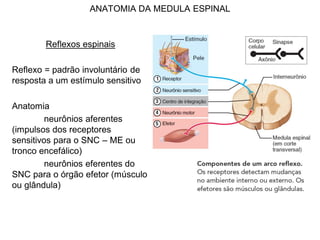 ANATOMIA DA MEDULA ESPINAL
Reflexos espinais
Reflexo = padrão involuntário de
resposta a um estímulo sensitivo
Anatomia
neurônios aferentes
(impulsos dos receptores
sensitivos para o SNC – ME ou
tronco encefálico)
neurônios eferentes do
SNC para o órgão efetor (músculo
ou glândula)
 