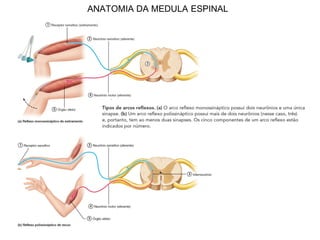 ANATOMIA DA MEDULA ESPINAL
 