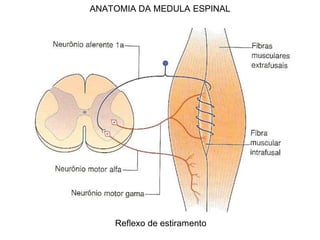 ANATOMIA DA MEDULA ESPINAL
Reflexo de estiramento
 