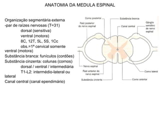 ANATOMIA DA MEDULA ESPINAL
Organização segmentária externa
-par de raízes nervosas (T=31)
dorsal (sensitiva)
ventral (motora)
8C, 12T, 5L, 5S, 1Cc
obs.=1ª cervical somente
ventral (motora)
Substância branca: funículos (cordões)
Substância cinzenta: colunas (cornos)
dorsal / ventral / intermediária
T1-L2: intermédio-lateral ou
lateral
Canal central (canal ependimário)
 