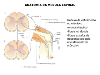 ANATOMIA DA MEDULA ESPINAL
Reflexo de estiramento
ou miotático
-monossináptico
-fibras intrafusais
-fibras extrafusais
(responsáveis pelo
encurtamento do
músculo)
 