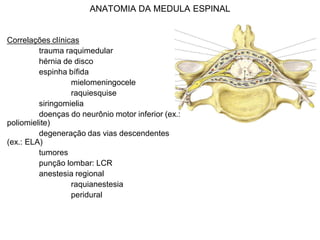 ANATOMIA DA MEDULA ESPINAL
Correlações clínicas
trauma raquimedular
hérnia de disco
espinha bífida
mielomeningocele
raquiesquise
siringomielia
doenças do neurônio motor inferior (ex.:
poliomielite)
degeneração das vias descendentes
(ex.: ELA)
tumores
punção lombar: LCR
anestesia regional
raquianestesia
peridural
 