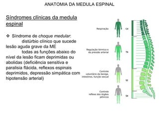 ANATOMIA DA MEDULA ESPINAL
Síndromes clínicas da medula
espinal
 Síndrome de choque medular:
distúrbio clínico que sucede
lesão aguda grave da ME
todas as funções abaixo do
nível da lesão ficam deprimidas ou
abolidas (deficiência sensitiva e
paralisia flácida, reflexos espinais
deprimidos, depressão simpática com
hipotensão arterial)
 