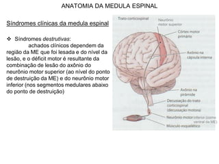 ANATOMIA DA MEDULA ESPINAL
Síndromes clínicas da medula espinal
 Síndromes destrutivas:
achados clínicos dependem da
região da ME que foi lesada e do nível da
lesão, e o déficit motor é resultante da
combinação de lesão do axônio do
neurônio motor superior (ao nível do ponto
de destruição da ME) e do neurônio motor
inferior (nos segmentos medulares abaixo
do ponto de destruição)
Neurônio
motor superior
inferior (corno
ventral da ME)
 
