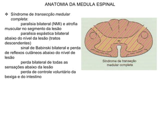 ANATOMIA DA MEDULA ESPINAL
 Síndrome de transecção medular
completa:
paralisia bilateral (NMI) e atrofia
muscular no segmento da lesão
paralisia espástica bilateral
abaixo do nível da lesão (tratos
descendentes)
sinal de Babinski bilateral e perda
de reflexos cutâneos abaixo do nível de
lesão
perda bilateral de todas as
sensações abaixo da lesão
perda de controle voluntário da
bexiga e do intestino
 