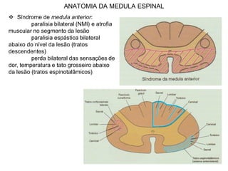 ANATOMIA DA MEDULA ESPINAL
 Síndrome de medula anterior:
paralisia bilateral (NMI) e atrofia
muscular no segmento da lesão
paralisia espástica bilateral
abaixo do nível da lesão (tratos
descendentes)
perda bilateral das sensações de
dor, temperatura e tato grosseiro abaixo
da lesão (tratos espinotalâmicos)
 