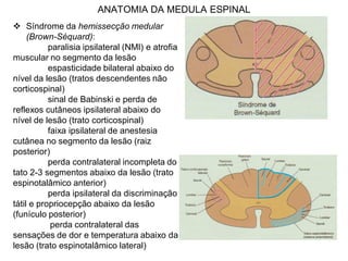 ANATOMIA DA MEDULA ESPINAL
 Síndrome da hemissecção medular
(Brown-Séquard):
paralisia ipsilateral (NMI) e atrofia
muscular no segmento da lesão
espasticidade bilateral abaixo do
nível da lesão (tratos descendentes não
corticospinal)
sinal de Babinski e perda de
reflexos cutâneos ipsilateral abaixo do
nível de lesão (trato corticospinal)
faixa ipsilateral de anestesia
cutânea no segmento da lesão (raiz
posterior)
perda contralateral incompleta do
tato 2-3 segmentos abaixo da lesão (trato
espinotalâmico anterior)
perda ipsilateral da discriminação
tátil e propriocepção abaixo da lesão
(funículo posterior)
perda contralateral das
sensações de dor e temperatura abaixo da
lesão (trato espinotalâmico lateral)
 